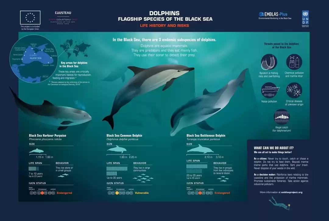 1.Dolphins